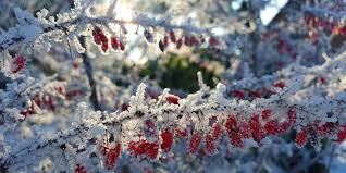 Jardiner en janvier : que planter, semer et faire au jardin ?