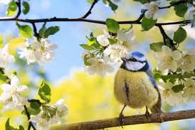 Avril et mai au jardin : De petits travaux pour de grands résultats –  Chaudet Paysage