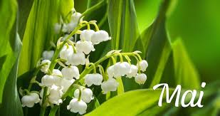 Que faire dans son jardin au mois de mai ? - Estragon.be