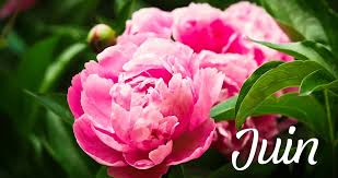Que faire dans son jardin au mois de juin ? - Estragon.be